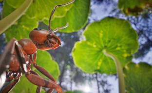 Фотореалистичная RTS про муравьев Empire of the Ants получила кооператив и режим «Орды»