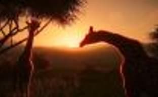 Первые оценки Planet Zoo – глубокий и красивый симулятор зоопарка