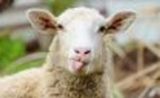 Овца + Bayonetta = Catherine? Что хочет сказать Sega?