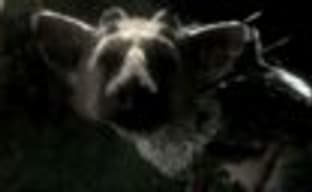 SCEA насчет The Last Guardian: when it's done