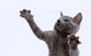 Слух: Activision делает Dance Hero