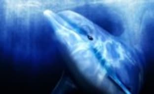 Серия Ecco the Dolphin может получить новую часть