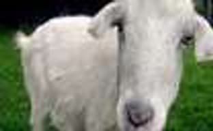 Goat Simulator возглавил чарт Steam