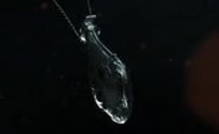 Трейлер и геймплейные ролики The Order: 1886