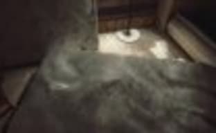 «Пасхалка» из Wolfenstein: The New Order