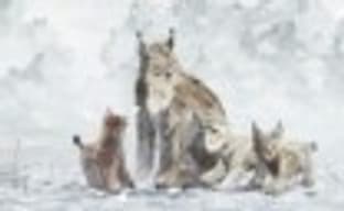 Launch-трейлер Shelter 2