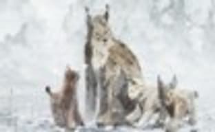 Shelter 2 в продаже