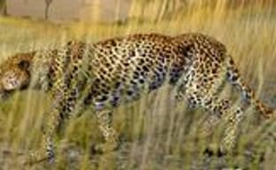 Кому Afrika за $20?