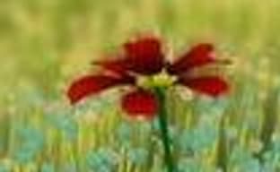 Flower - 200 тысяч травинок одновременно