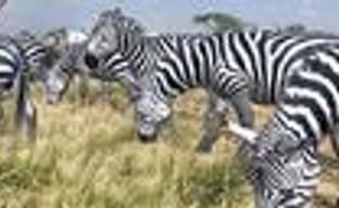 Afrika для PS3 в августе?