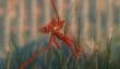 Возможные даты выхода Alienation, Shadow of The Beast и Unravel