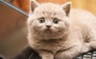 Не подпускайте котов к Elite Dangerous