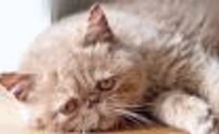 Игроки выступают против «животного расизма» в Red Dead Redemption 2