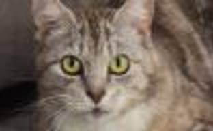 Bethesda поможет кошкам из приютов найти хозяев