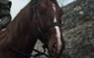 Плотва и Геральт на новом кадре телесериала The Witcher от Netflix