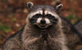 Основатель Freebird Games обвинил енотов в переносе игр на 10 лет