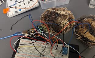 Грибы вместо оперативной памяти: биологи создали органические мемристоры из шампиньонов и шиитаке