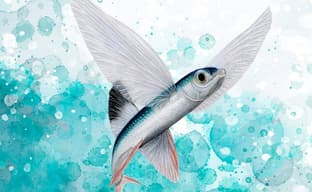 Открылся предзаказ на настольную игру «Плавники»: как «Крылья», только вглубь