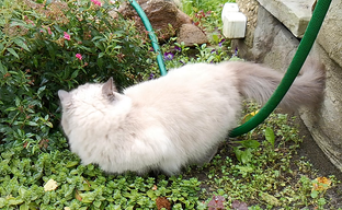 Slow-mo на Honor 20 Pro