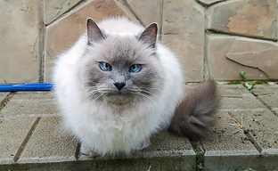 Slow-mo на Honor 20 Pro