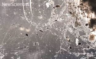 Electric bacteria connect to form wires