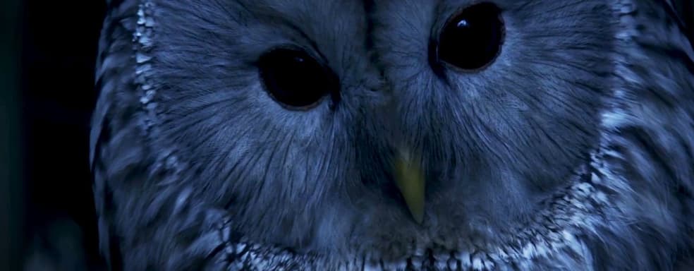 Глава разработчиков первой части The Witcher делает проект Werewolf: The Apocalypse – Heart of the Forest