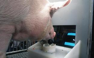 Ученые научили свиней играть в видеоигры