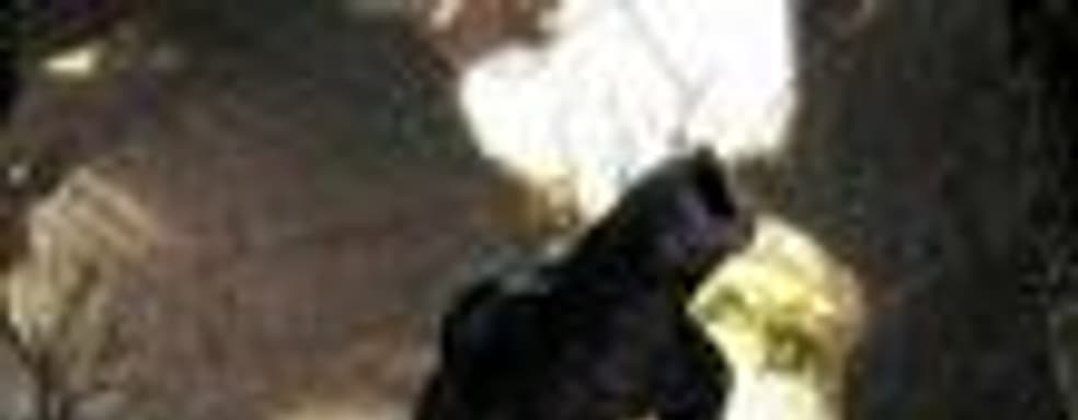 Risen от Piranha Bytes в 2009 году на РС и Xbox 360