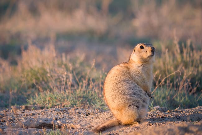 Panasonic GH3 — удаленное управление через Wi-Fi Direct