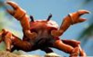 Вот так выглядит вечеринка крабов в Battlefield V