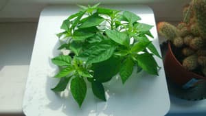 Sony Xperia SP, пример снимка