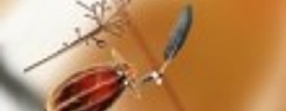 Botanicula (PC) - древо жизни