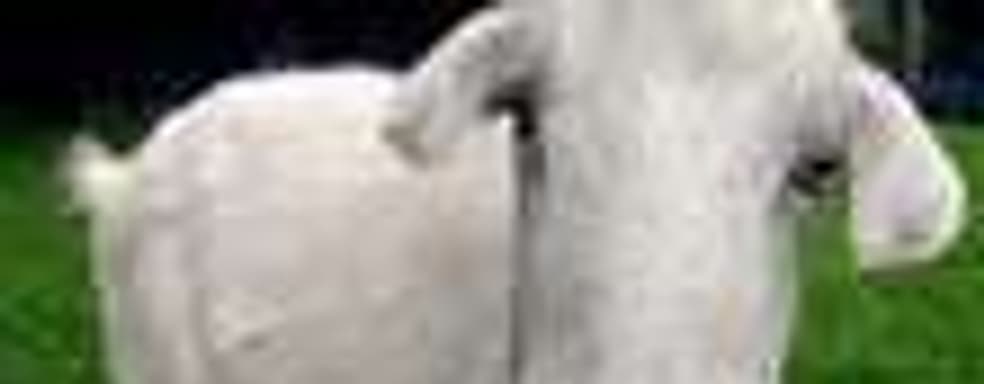 Goat Simulator возглавил чарт Steam