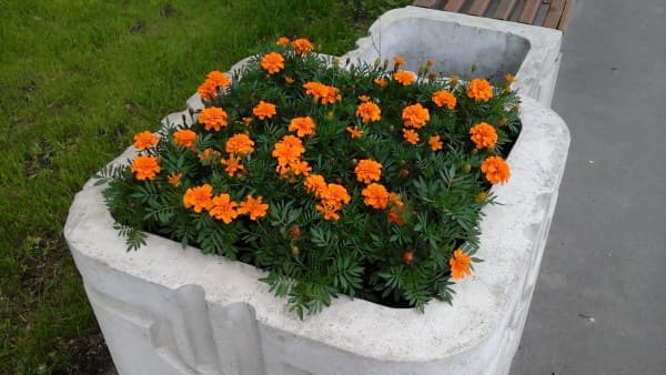 Фотографии с планшета Samsung Galaxy Tab Active