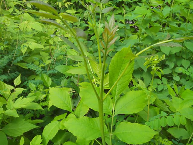 Обзор Fly IQ451. Демонстрационный снимок