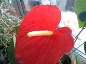 Обзор Sharp Aquos Phone SH930W