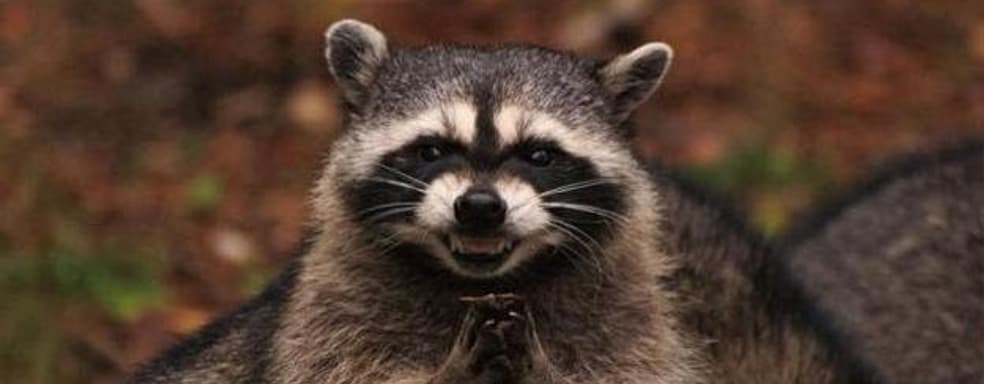 Основатель Freebird Games обвинил енотов в переносе игр на 10 лет