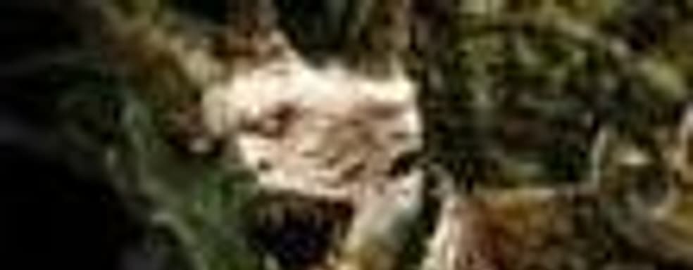 «Warhammer: Печать Хаоса. Марш разрушения» в июне 2008