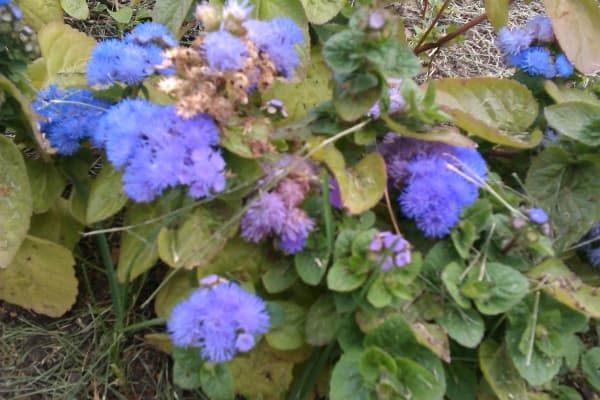 примеры снимков HTC Desire C