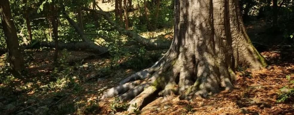 В технодемо на Unreal Engine 5 показали прогулки по лесу нового поколения