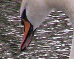 фрагмент 1:1