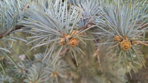 Sony Xperia SP, пример снимка