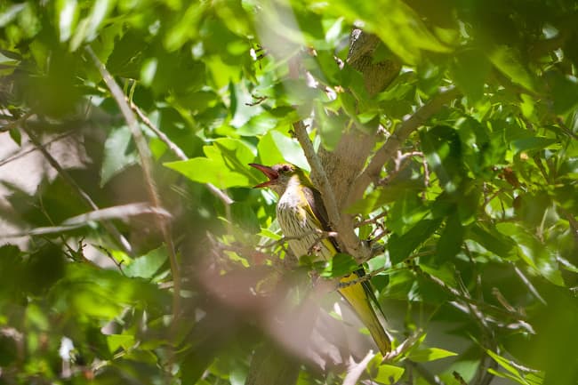 Panasonic GH3 — система фокусировки