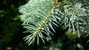 Samsung Galaxy Mega, пример снимка