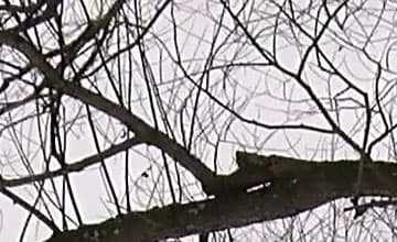 Видеокамера JVC GY-HM170