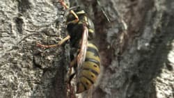 Посмотреть в полный размер