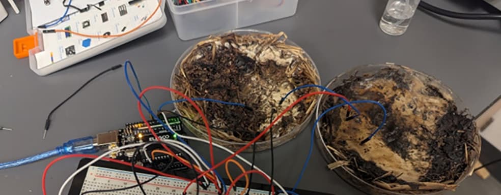 Грибы вместо оперативной памяти: биологи создали органические мемристоры из шампиньонов и шиитаке