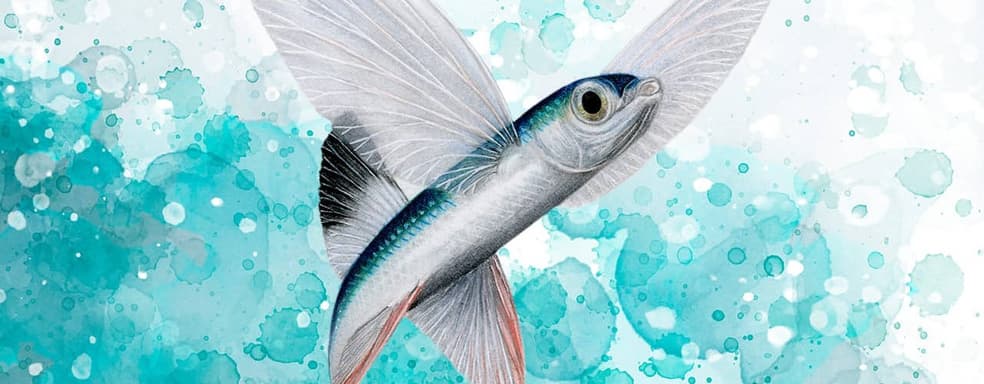 Открылся предзаказ на настольную игру «Плавники»: как «Крылья», только вглубь