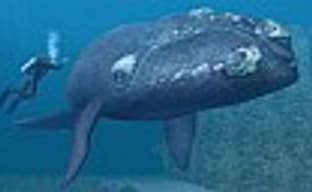 Endless Ocean – релаксирующие погружения