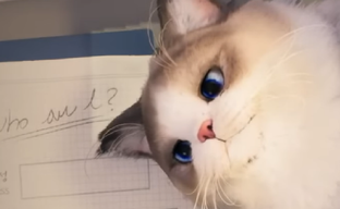 «Убийца The Sims» на UE5 выйдет в 2024 году. Krafton подтвердила релиз симулятора жизни inZOI